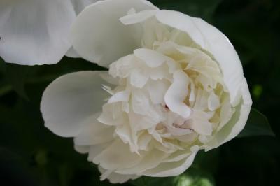 g4/66/388766/3/61115191.peony_budding_detailLargeWebview.jpg