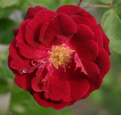 May30th floribunda_red