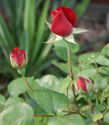 red_bud trio