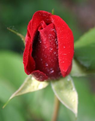 red_rosebud1