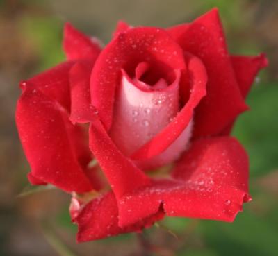 red and white rose