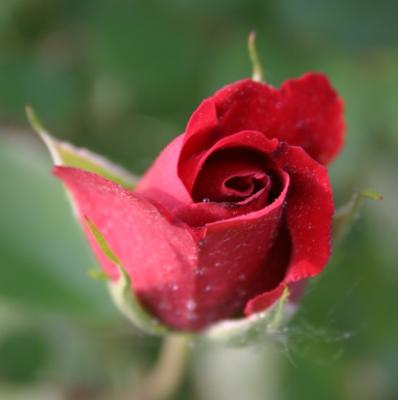 rosebud opening