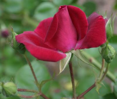 may31st deeppink rose group