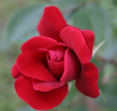many petaled rose