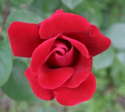 red rose close up