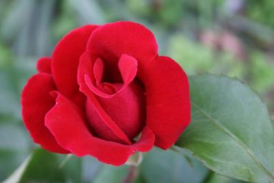 rose design