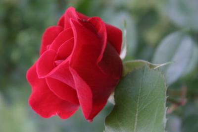rose facing light