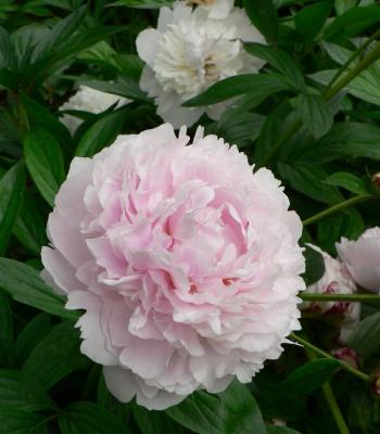 Peonies :A photographic study of white peonies,their shapes and values
