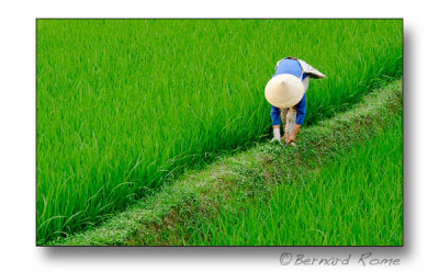 Work in ricefield-Travail en rizière