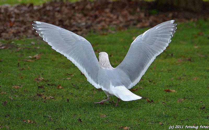 Wings of An Angel
