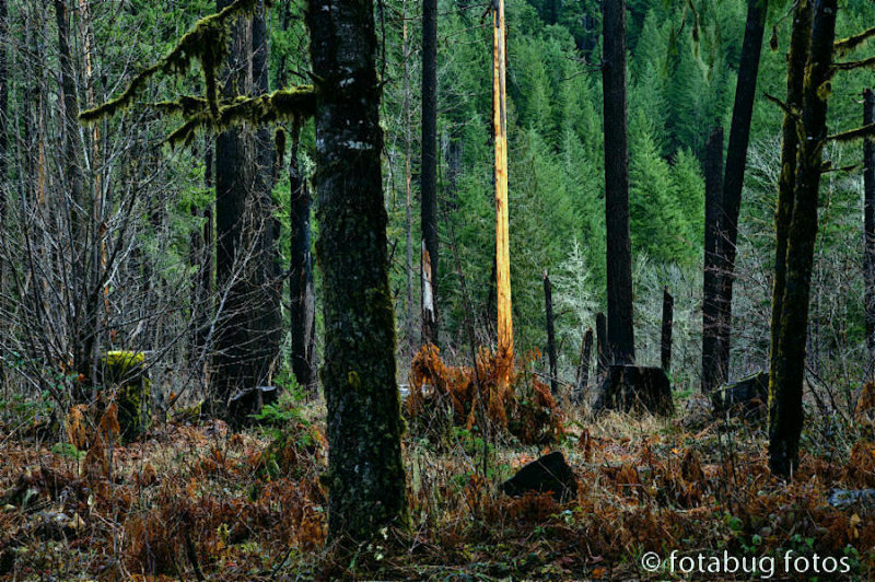 Burnt Forest