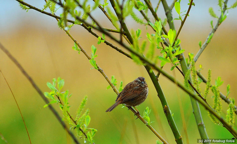A Bird In The Bush