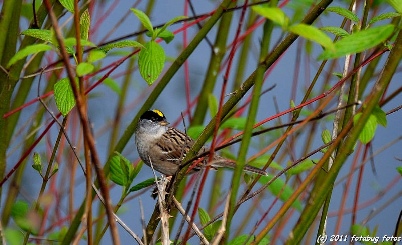 Gorgeous Golden Crowned Sparrow