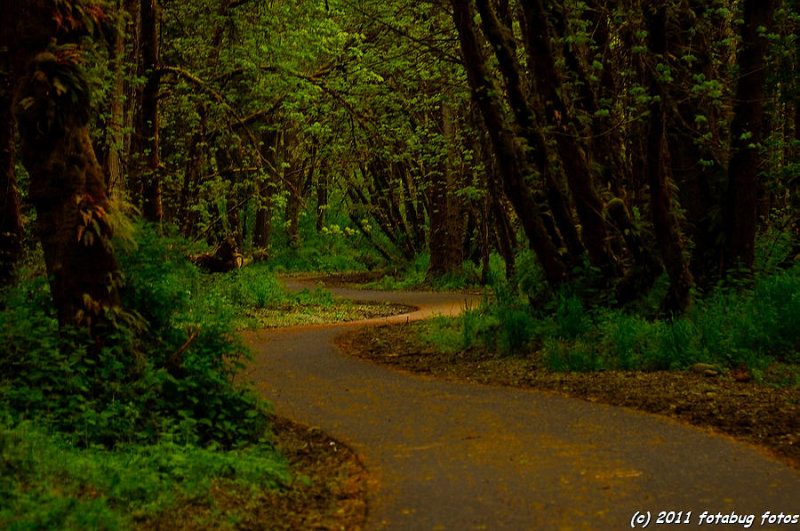 Walk A Crooked Path