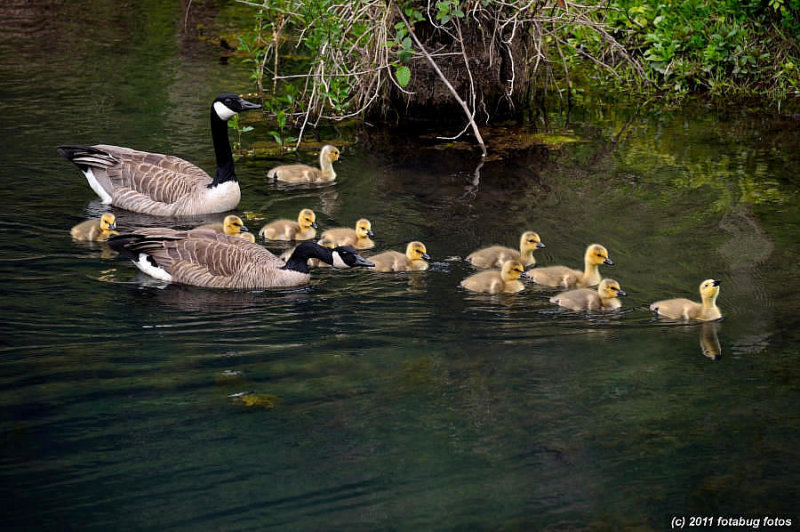 Leader of the pack