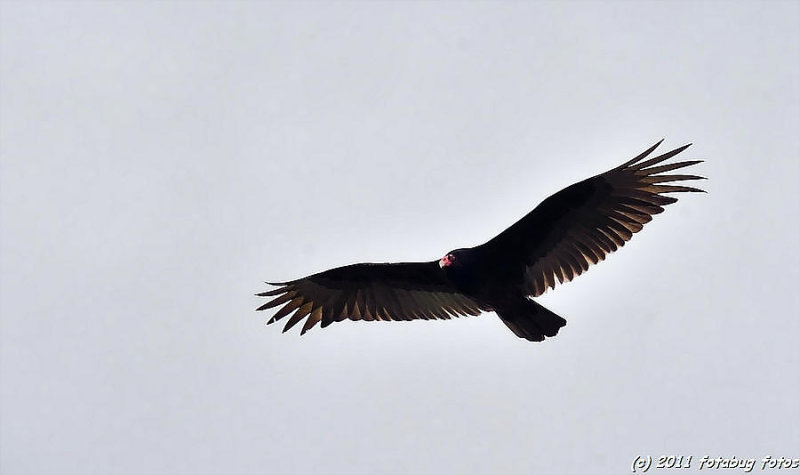 Beautiful Wings - Turkey Vulture