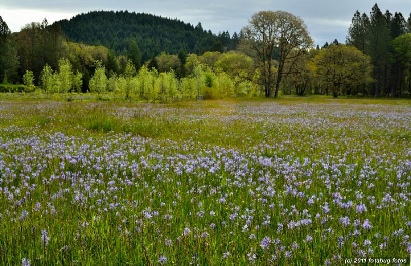 Field of Camas Flowers