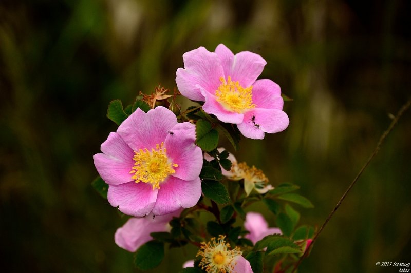 D3-060611-154.JPG