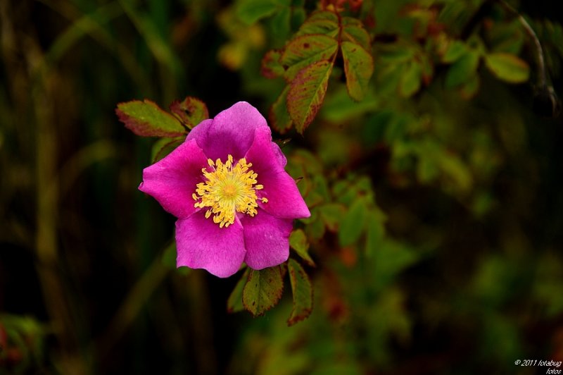 D3-060611-201.JPG