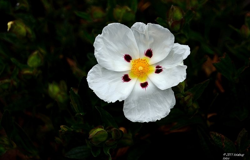 Crimson Spot Rockrose