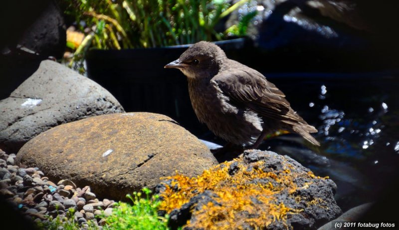 Little Bird By The Pond