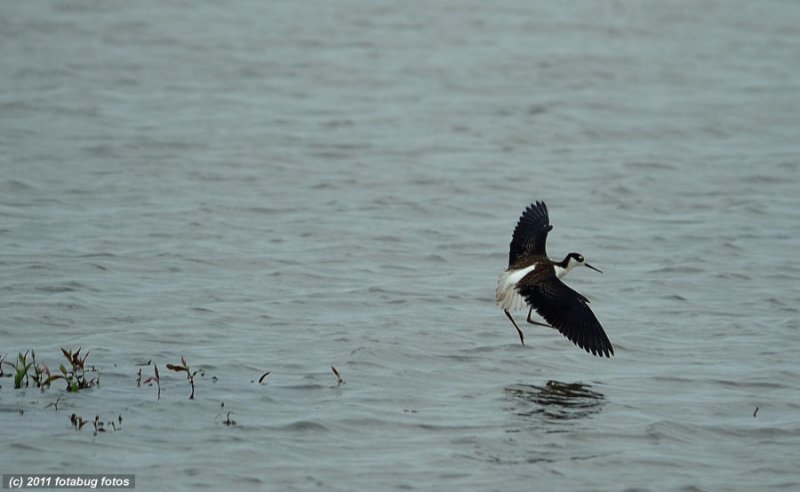 Black-Necked Stilt