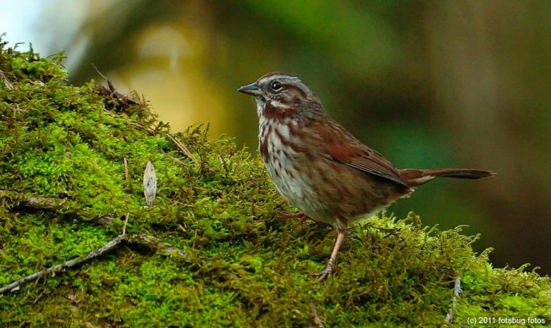 Song Sparrow