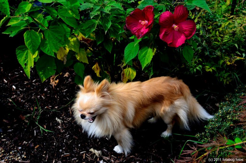 In The Jungle, The Lion Roars!