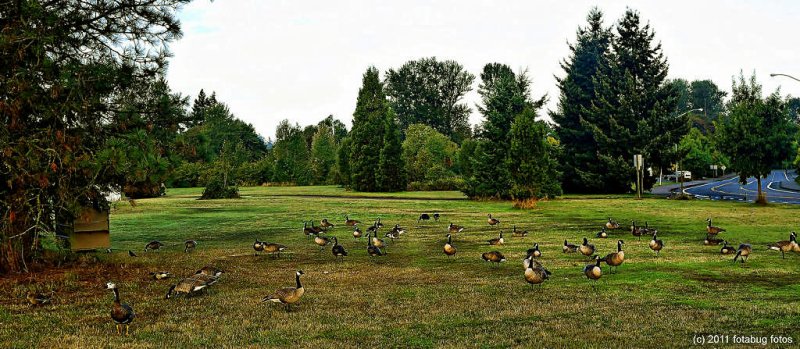 Gaggle Of Geese At Alton Baker Park