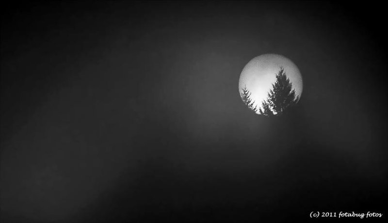 Sun and Trees in Fog