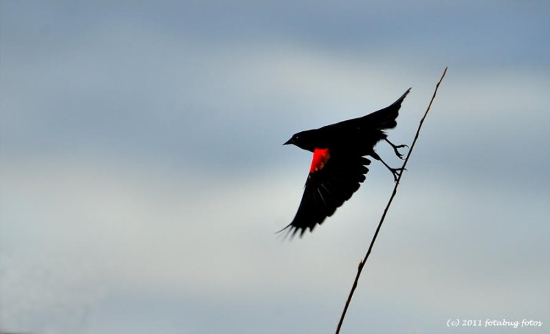 Take A Flying Leap!