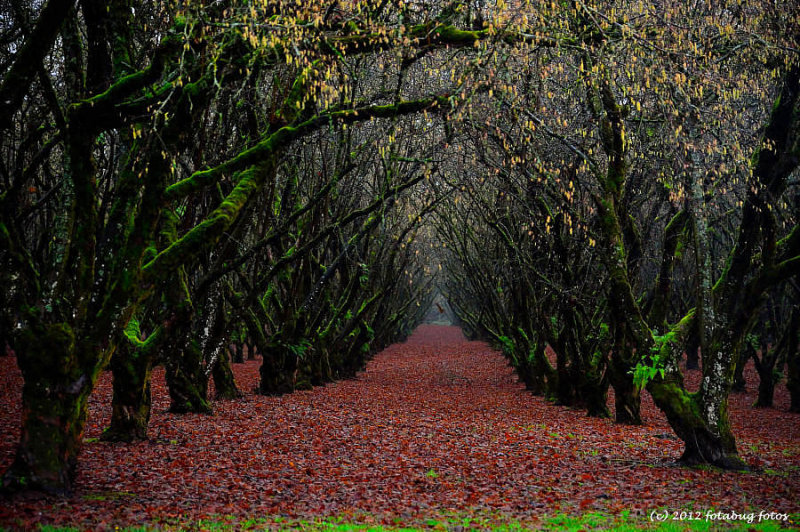 Mossy Orchard