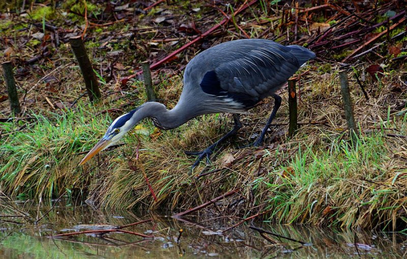 The Great Blue Heron - Im a Big Fan!