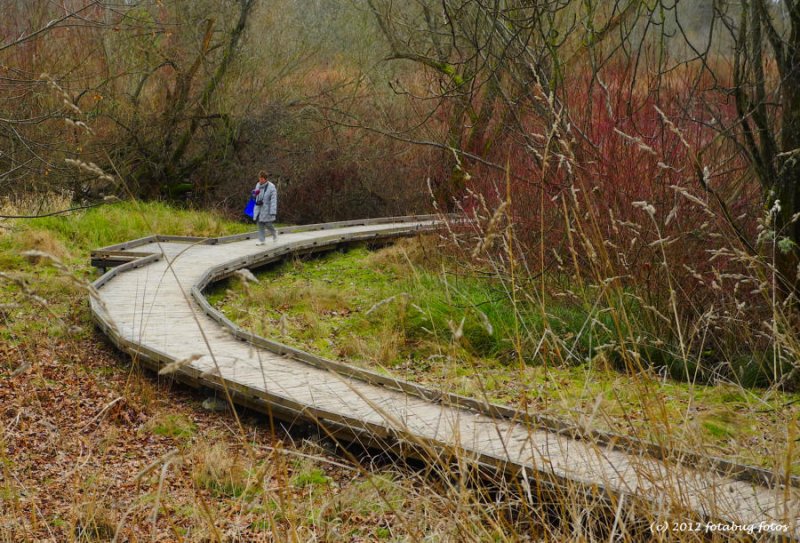 On The Boardwalk......In Delta Ponds