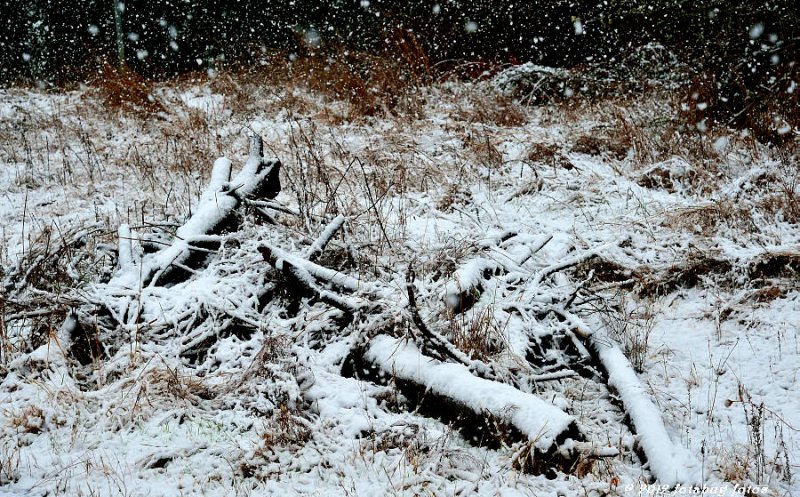 Landscape Dressed With Falling Snow