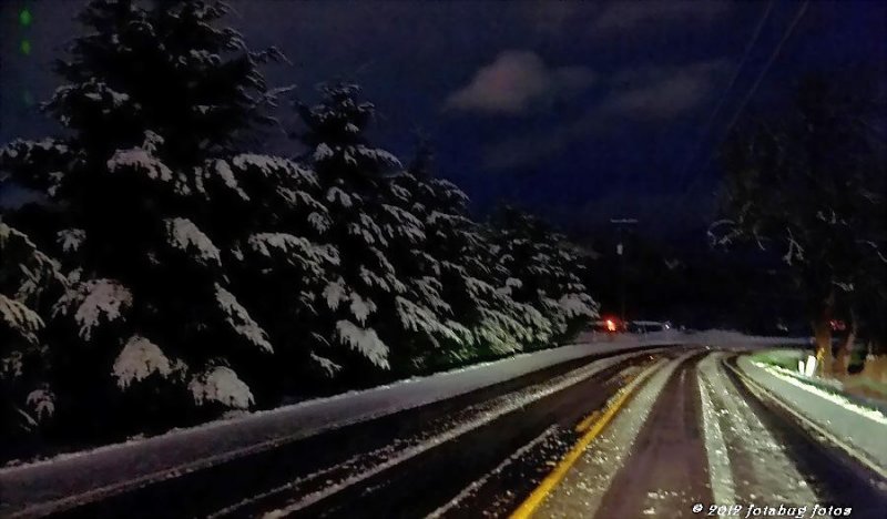 Trees Laden With Snow Along Old Marcola Road