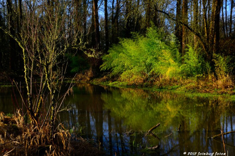 Pond Colors