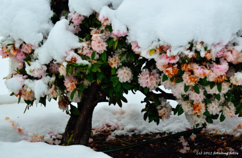 Goodbye to Winter - I Hope!
