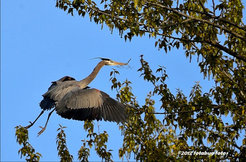 Nest Building