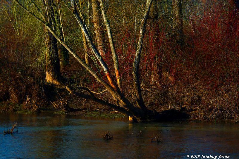 Delta Ponds Scene