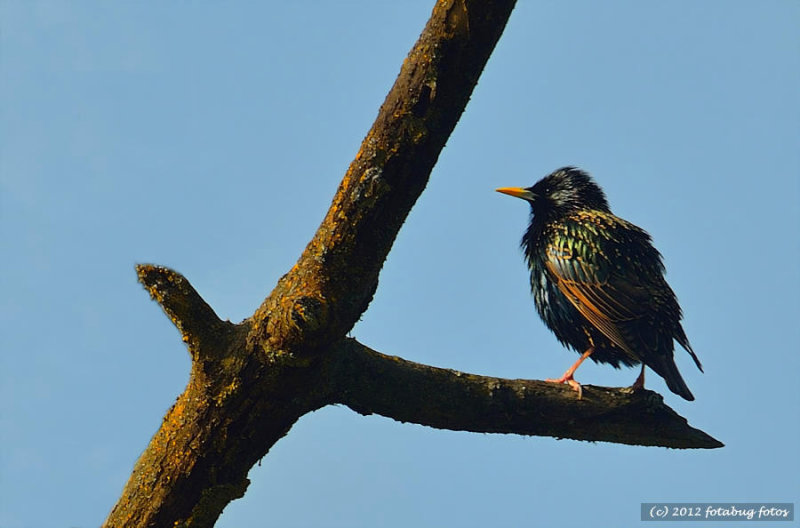 European Starling