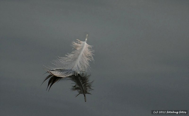 Feather on a Pond