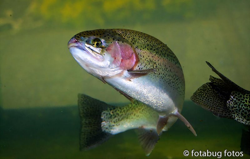 The Steelhead