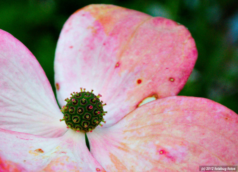 A World Within A Dogwood Blossom