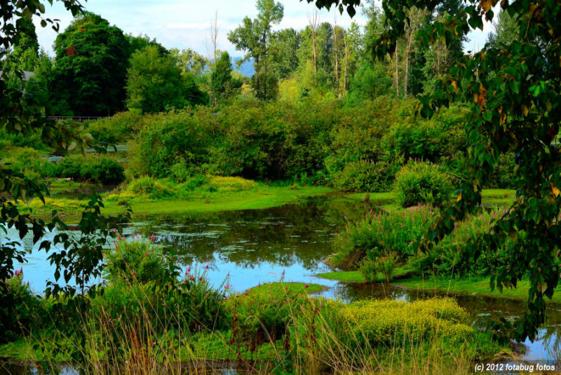 The Lush Beauty of Delta Ponds