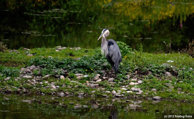 Great Blue Heron at Delta Ponds