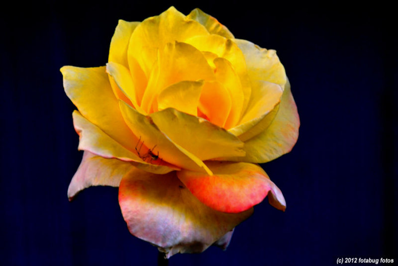 A Visitor and A Rose!