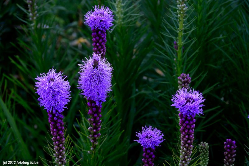 Blazing Star (Liatris Spicata)
