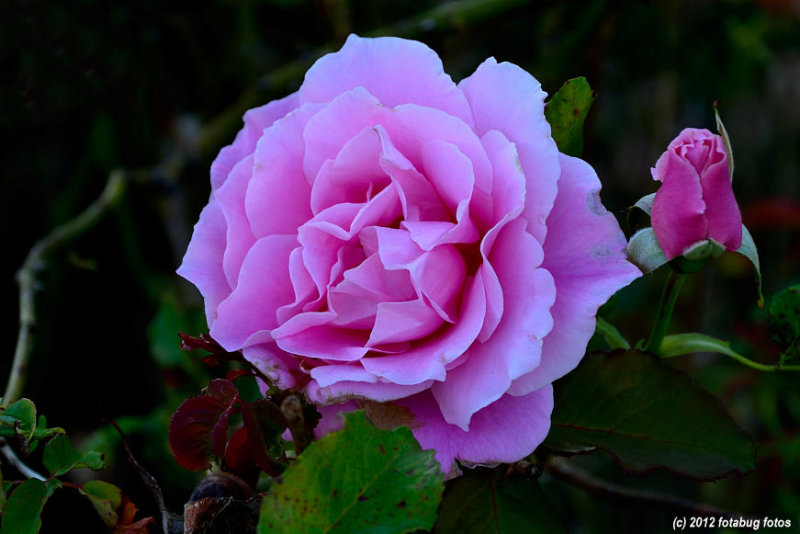 A Pink Rose For You!