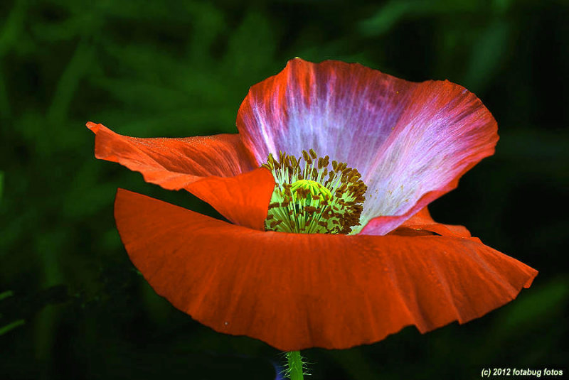 Pretty Poppy Petals